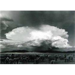 Myron Wood, Photograph