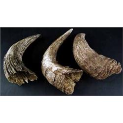 3 Old Buffalo Horns