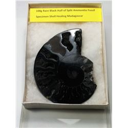 RARE BLACK AMMONITE FOSSIL SPECIMEN