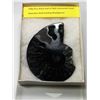 Image 1 : RARE BLACK AMMONITE FOSSIL SPECIMEN