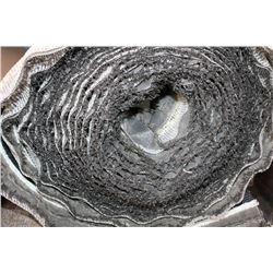 52' ROLL OF COMMERCIAL CARPET