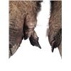 Image 3 : Underworld: Rise of the Lycans Lycan Feet Movie Props