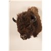 Image 1 : Buffalo Head Mount