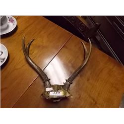 SET OF ANTLERS