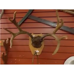 AUTHENTIC DEER ANTLERS - MOUNTED ON PLAQUE 4 POINT 16"