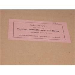 Kunstformen Natur Von Ernst Haeckel 1899