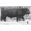 Image 1 : Red Angus