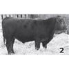 Image 1 : Red Angus