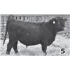 Image 1 : Red Angus