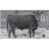 Image 1 : Red Angus