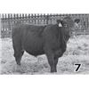 Image 1 : Red Angus