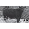 Image 1 : Red Angus