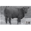 Image 1 : Red Angus