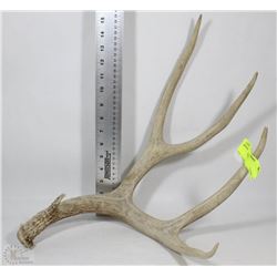 ANTLER SHED