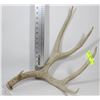 Image 1 : ANTLER SHED