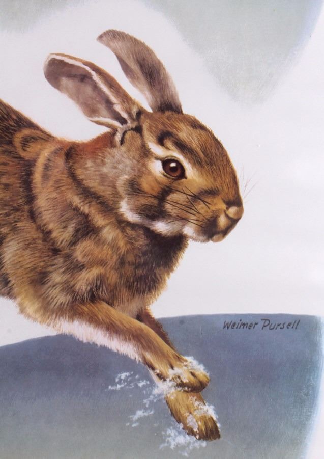 Original 1955 Western-Winchester Rabbit Poster