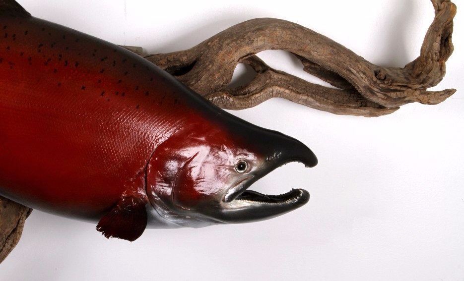 Alaskan King Salmon Taxidermy Mount