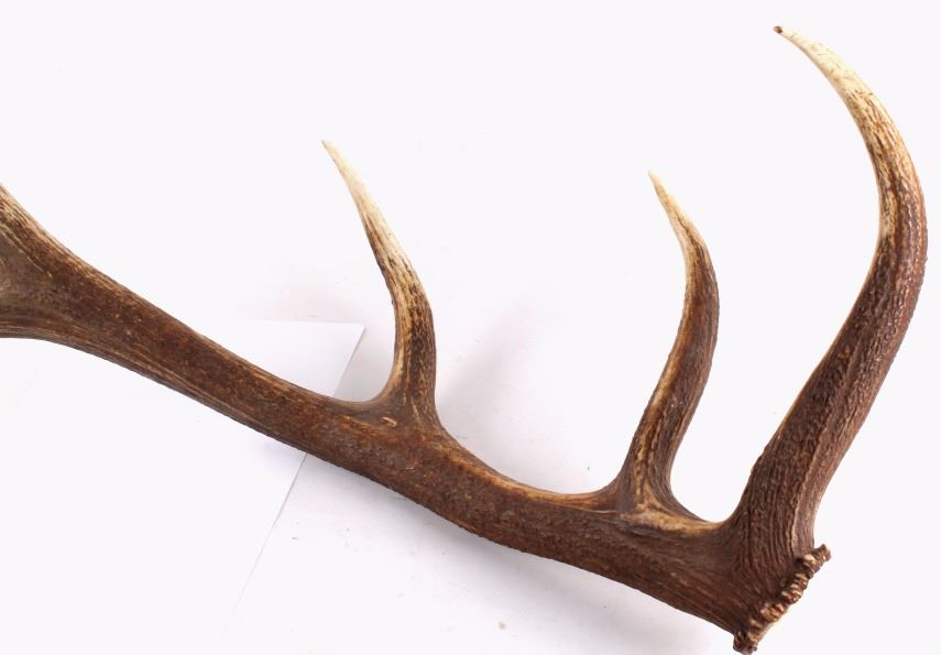 Large Montana 6x7 Elk Antlers