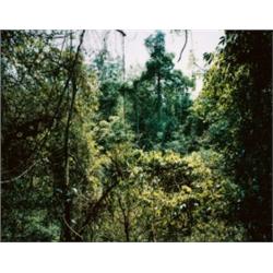 THOMAS STRUTH (b. 1954) PARADISE 10 (XI SHUANG BANNA) YUNNAN PROVINZ/ CHINA, 1999 signed "Thomas ...