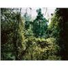 Image 1 : THOMAS STRUTH (b. 1954) PARADISE 10 (XI SHUANG BANNA) YUNNAN PROVINZ/ CHINA, 1999 signed "Thomas ...