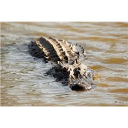 2-Day Louisiana Alligator Hunt for (1) Hunter