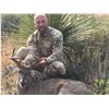 Image 3 : 5-Day Mexico Trophy Coues Deer Hunt for (1) Hunter and (1) Non-Hunter