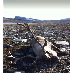 4-Day Norway Reindeer Hunt for (1) Hunter