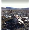 Image 1 : 4-Day Norway Reindeer Hunt for (1) Hunter