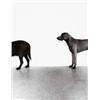 Image 1 : WILLIAM WEGMAN (b. 1943) FOLLEY, SAUCY, MAN RAY black and white photograph in six parts 133/4 x 1...