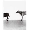 Image 3 : WILLIAM WEGMAN (b. 1943) FOLLEY, SAUCY, MAN RAY black and white photograph in six parts 133/4 x 1...