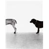 Image 4 : WILLIAM WEGMAN (b. 1943) FOLLEY, SAUCY, MAN RAY black and white photograph in six parts 133/4 x 1...