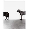 Image 5 : WILLIAM WEGMAN (b. 1943) FOLLEY, SAUCY, MAN RAY black and white photograph in six parts 133/4 x 1...