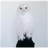 Image 1 : Property from a Private Collector RONI HORN (b. 1955) DEAD OWL signed, numbered of 15 and dated "...