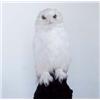 Image 2 : Property from a Private Collector RONI HORN (b. 1955) DEAD OWL signed, numbered of 15 and dated "...