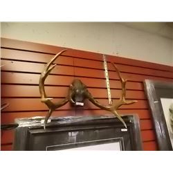 SET OF ANTLERS - 5PT