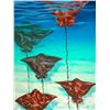 Image 1 : Flying On The Edge - KAI Show, Patrick Ching