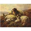 Image 1 : Robert Watson (1865-1916), Scottish, HIGHLAND SHEEP , Oil on canvas; signed and dated 1902 lowe...