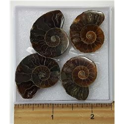 LOT OF 4 AMMONITE FOSSIL SPECIMENS