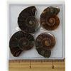 Image 1 : LOT OF 4 AMMONITE FOSSIL SPECIMENS