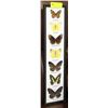 Image 1 : 6 PC FRAMED BUTTERFLY SET