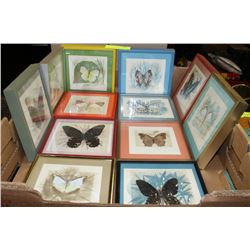COLLECTION OF FRAMED BUTTERFLIES