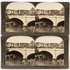 Image 1 : Reno Stereoviews of Truckee River (Keystone)