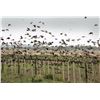 Image 1 : 4-Day High Volume Dove Hunt for Six Hunters in Argentina