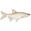 Image 1 : $10,000 CERTIFICATE for 500 Pounds of Adult Golden Shiner Shad