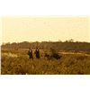 Image 1 : 3-Day High Volume Dove Hunt for Two Hunters in Santa Cruz, Bolivia