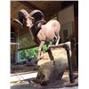 Image 1 : "Lapp Creek 1936" Bronze by Rick Taylor and "Dream Rams of British Columbia" Coffee Table Book by Bi