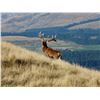 Image 1 : 4-Day Red Stag and Chamois Hunt for Two Hunters in New Zealand - Includes Trophy Fees