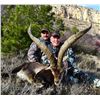 Image 1 : 4-Day Beceite Ibex and Red Deer Hunt for One Hunter and One Non-Hunter in Spain - Includes Trophy Fe