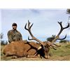 Image 1 : 7-Day Red Stag, Boar and High Volume Dove Hunt for Four Hunters in Argentina - Includes Trophy Fees