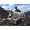 Image 1 : 9-day Moose or Goat Hunt for One Hunter in Northern British Columbia - Includes Trophy Fee